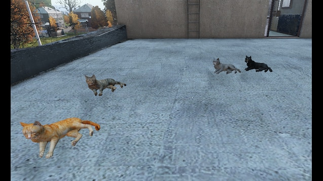 Cats roaming in DayZ