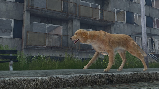 Dog roaming near buildings